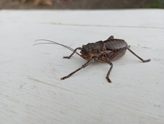 Enyaliopsini