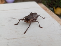 Enyaliopsini
