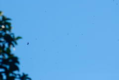 Streptoprocne zonaris