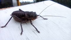 Enyaliopsini