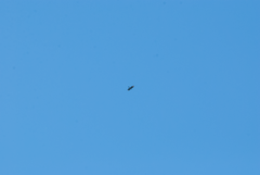 Falconiformes