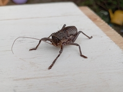Enyaliopsini