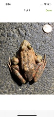 Rana draytonii