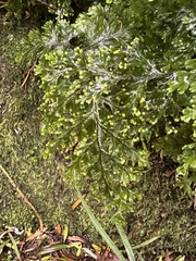 Hymenophyllum scabrum
