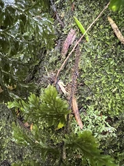 Hymenophyllum scabrum