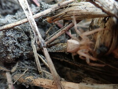 Sidymella trapezia