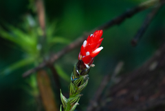 Guzmania monostachia