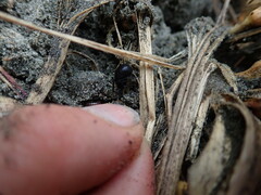 Sidymella trapezia