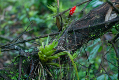 Guzmania monostachia