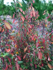 Bossiaea cinerea