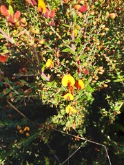 Bossiaea cinerea