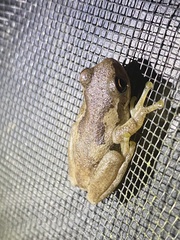Litoria dentata