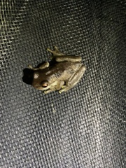 Litoria dentata