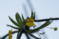 Erycina