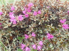 Rhododendron lapponicum