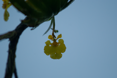 Erycina