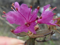 Rhododendron lapponicum