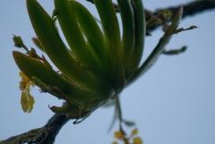 Erycina