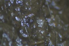 Podospora pleiospora