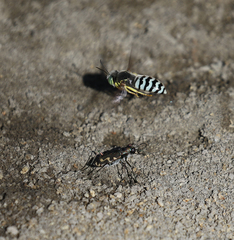 Cicindela senilis