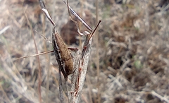 Sphenoptera