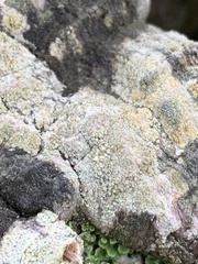 Lecanora symmicta