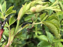Crabroninae