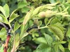 Crabroninae