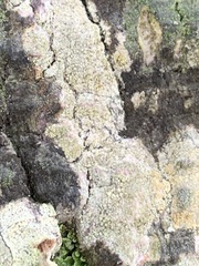 Lecanora symmicta