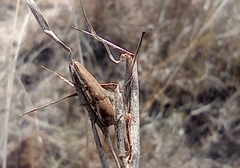 Sphenoptera