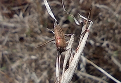 Sphenoptera