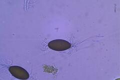 Podospora pleiospora