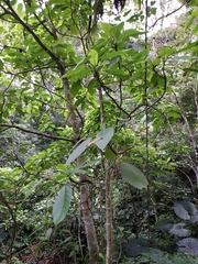 Dendrocnide meyeniana