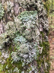 Physconia subpallida