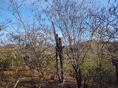 Vachellia campechiana