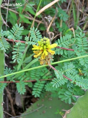 Dalea lutea