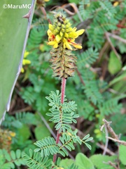 Dalea lutea