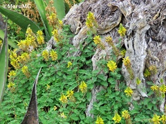 Dalea lutea