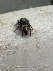 Phidippus vexans
