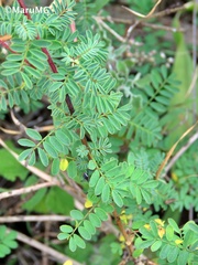 Dalea lutea