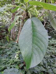 Dendrocnide meyeniana