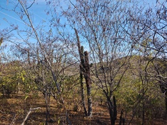 Vachellia campechiana