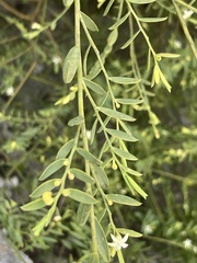 Olax stricta