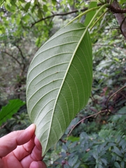 Dendrocnide meyeniana