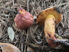 Exsudoporus floridanus