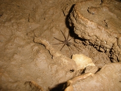 Acanthoctenus