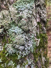 Physconia subpallida