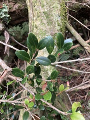 Vaccinium emarginatum