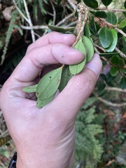 Vaccinium emarginatum