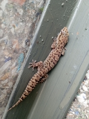 Hemidactylus brookii